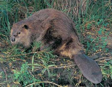 15830_beaver beaver.jpg